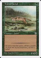 Trained Jackal #155