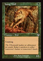 Young Wolf #425