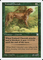 Trained Cheetah #154