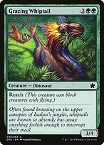 Grazing Whiptail #48