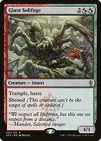 Giant Solifuge #91