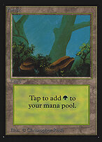Forest #300