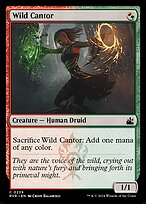 Wild Cantor #239