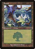 Forest #411
