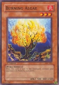 Burning Algae #IOC-062