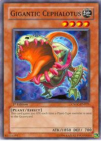 Gigantic Cephalotus #CSOC-EN025