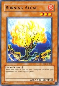 Burning Algae #IOC-EN062