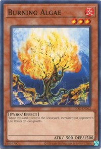 Burning Algae #IOC-EN062