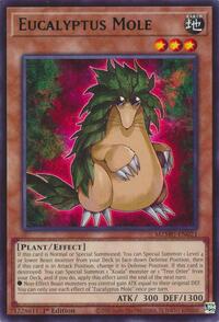 Eucalyptus Mole #MZMU-EN021